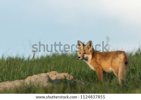 Fox pup standing outside of the den.