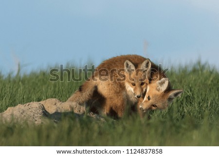 Red fox pups playing with one another.