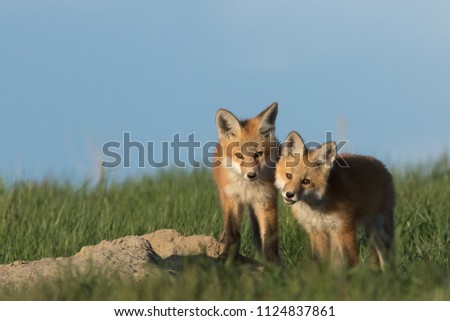 Beautiful fox pups standing outside of their den.