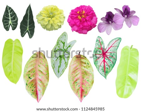 The tropical green and colorful leaves isolated in white background, blooming pink, purple and yellow flowers with clipping path and dicut easily to use as a natural object.