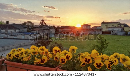 Pots with yellow pansies at sunset on the floor of buildings