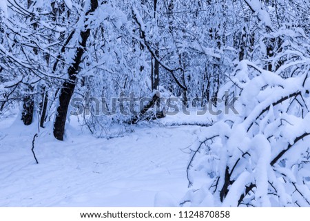 After a snowfall.A trailway in a clean white snow in the park.The trees are covered with snow.Site about snow,nature,weather,seasons,cataclysms.
