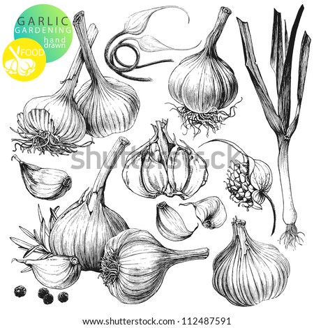 Collection of hand drawn illustrations with garlic's isolated on white background