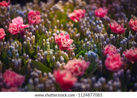 Pion-shaped tulips. Pink flower. Keukenhof park. Amsterdam. Netherlands. Spring.