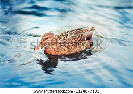 Female Mallard duck on the river. Blue water and brown duck. Wallpaper. 