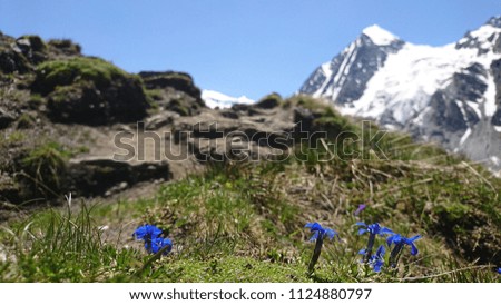 Focus on blue gentians on an Alpine meadow with a snowy peak and glacier in the background (Combin de Corbassière) on a picturesque sunny Summer day in Valais Alps - Switzerland