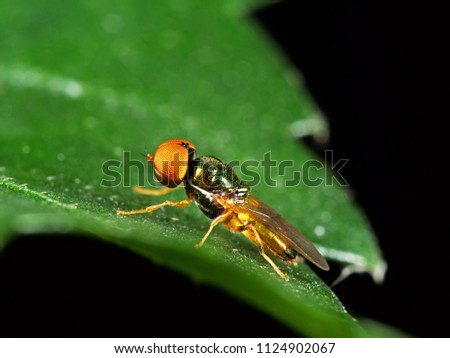 Macro Photography of Beautiful Fly on Green Leaf Isolated on Background