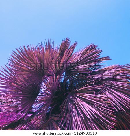 pink palm leaves on sky background. minimal and surreal. summer vacation. 