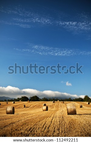 Bales of straw in the wheat fields