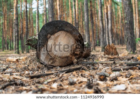 An old cut log in a pine forest