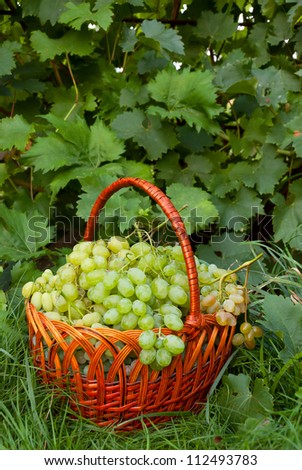 Ripe green grapes in wicker basket on grass in garden, grapevine background, outdoor
