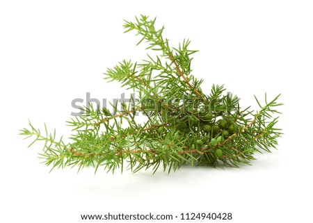 Juniper branch, isolated on white background. Template for text or design. Close-up.