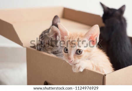 Cut little kitten climb on paper box.