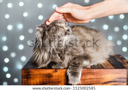 Human  hand stroking gray British cat on a light background with bokeh