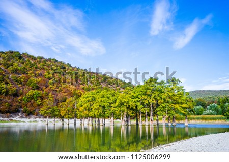 Cypress trees grow in the lake water on an autumn day