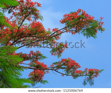 This is a red phoenix flower, which is called phoenix - meaning phoenix tail, originating from Madagascar, where it was found in the forests of western Malagasy. .