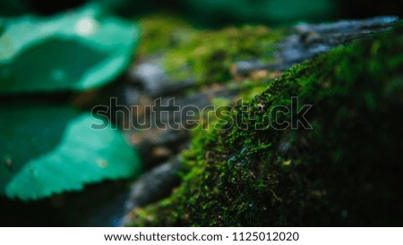 Green Moss on a Tree Trunk in the Forest. Close-up of green Moos on a Tree. View to on old mossy Tree in Spring. Moss and Nature Backgrounds.