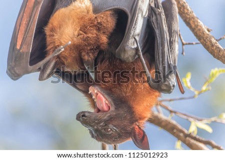 The bat is in the mammal. There is a small body with wings fly. Bats are the second largest mammal.