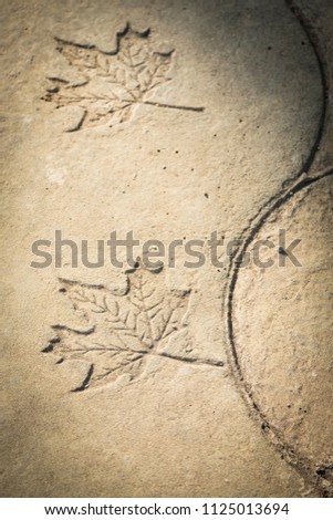 Abstract detail of a leaf engraved on the concrete of a sidewalk in a public park in Sitges in Catalonia