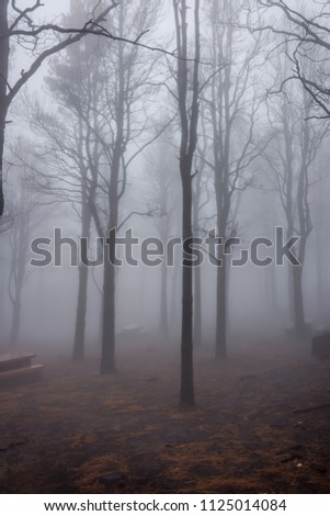 Mysterious burned down pine forest in fog, Gran Canaria