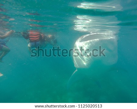 Tourists swim in the sea with whale sharks near the city of Oslob on the island of Cebu, Philippines. Watch the feeding of sharks in nature.
