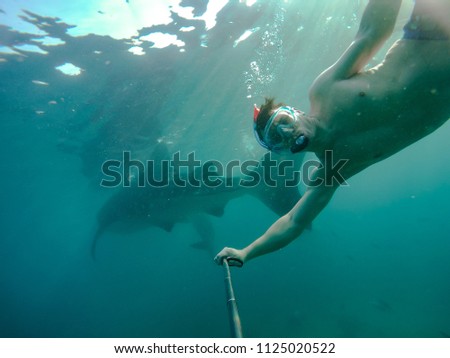Tourists swim in the sea with whale sharks near the city of Oslob on the island of Cebu, Philippines. Watch the feeding of sharks in nature.
