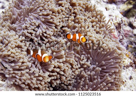 false clown anemonefish with corals reef at Smilan Islands Thailand