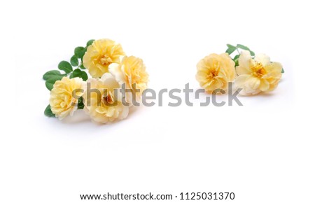 Beautiful  rose on a white background for Valentine's Day. And u