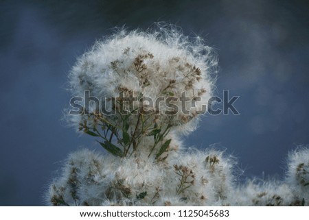 Fluffy, cottony flowering tree on a blue sky background in the country