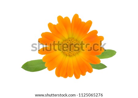 Calendula Herb Flower.