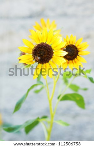 Closeup of Sunflowers plant blossom