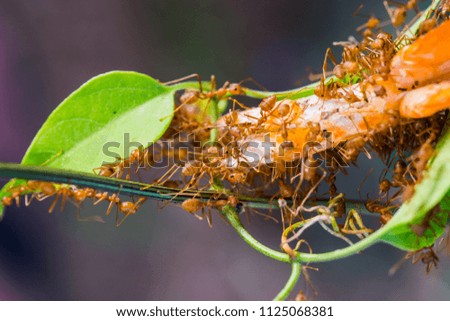 Red ants teamwork moving for food together.