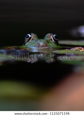 Tiny frog in a lake, a Little fineart picture