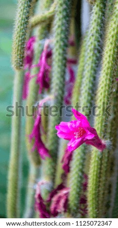 Cactus pink flowers