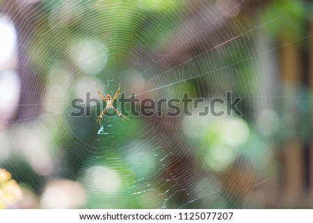 Spider bites on the fiber in peace waiting for victims unlucky in garden.
