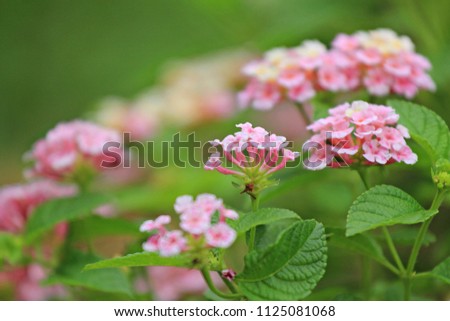 Pink Lantana flowers (Lantana camara L.) in the garden

