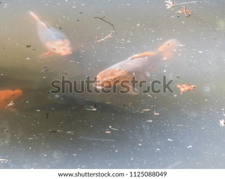Japanese koi carp fish swimming in the pond