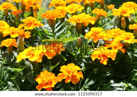 French marigold flowers.