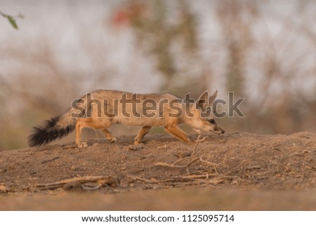 This picture of Fox puppy is taken at Gujarat in India.