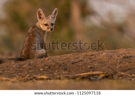 This picture of Fox puppy is taken at Gujarat in India.