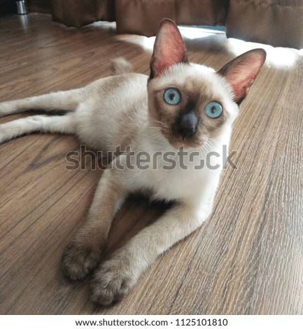Thai cats with blue eyes are sleeping on the wooden floor.The name in Thai is "Wichianmart".The cat is looking at something in front of it.It is a square picture.