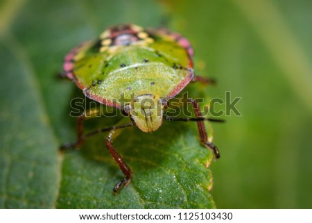 Green bedbug on a leaf