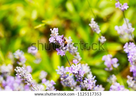 Lavender flowers at sunlight in a soft focus, pastel colors and blur background. Violet bushes at the center of picture. Lavender in the garden, soft light effect.