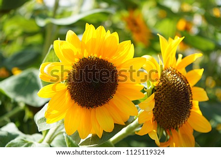 sunflower yellow summer                  