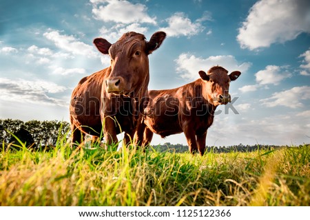 Beefmaster cattle standing in a green field Royalty-Free Stock Photo #1125122366