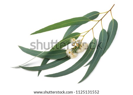Eucalyptus branch with flowers  isolated on white Royalty-Free Stock Photo #1125131552