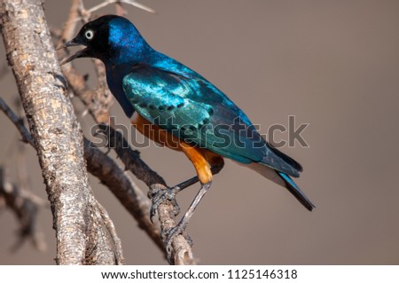 Starling, Superb Starling, Lamprotornis superbus, Samburu National Reserve, Kenya, Africa, Passeriformes Order, Sturnidae Family