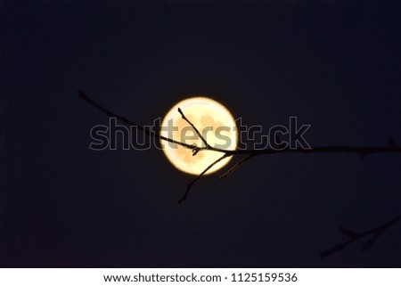 Tree Branch Against Full Moon Abstract