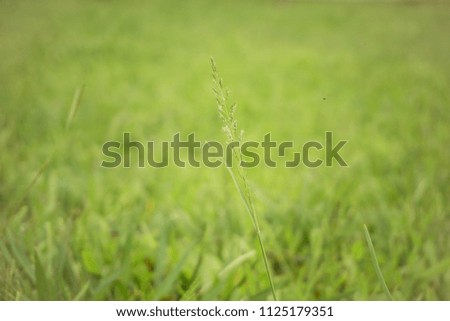 green grass in nature background.