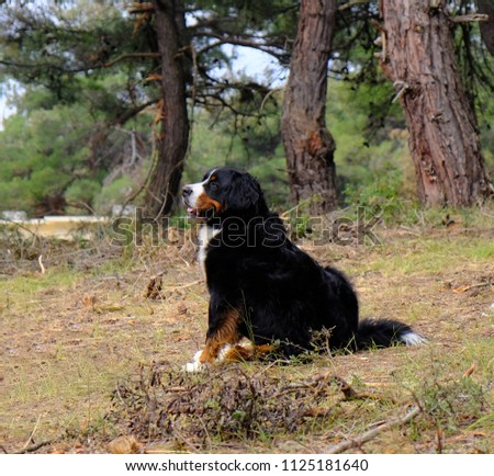 bernese mountain dog is in the forest for camping